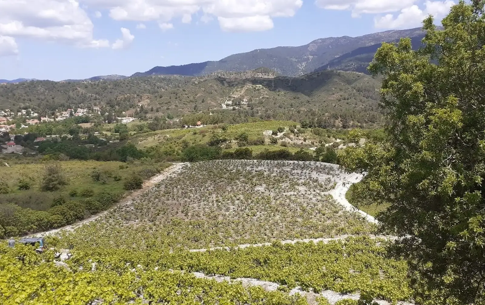 Agricultural Field 8000 m² in Mandria Lemesou