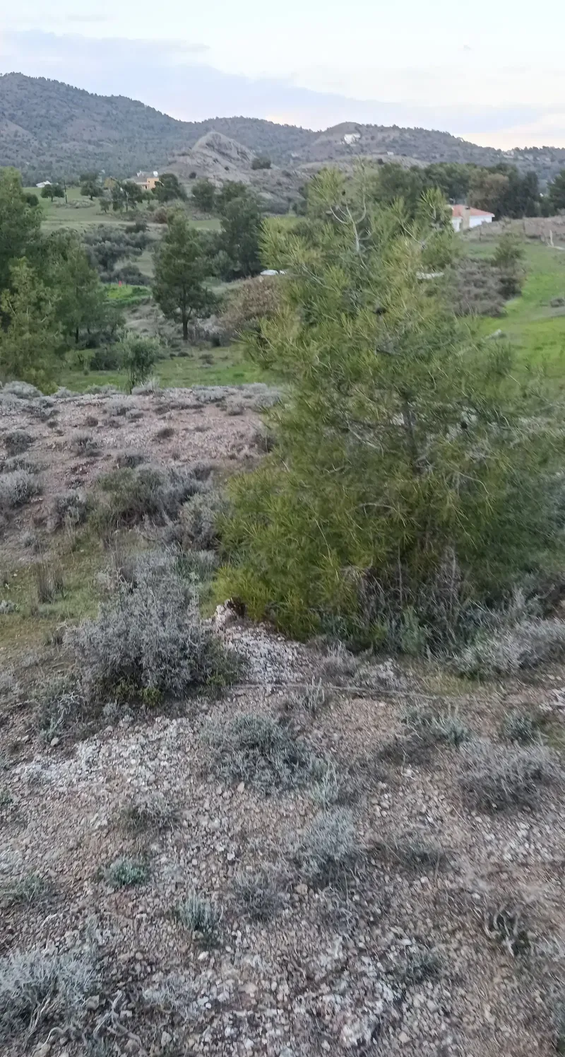 Residential Field 1673 m² in Kornos