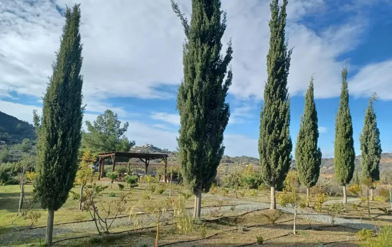 Agricultural Field 8383 m² in Kellaki
