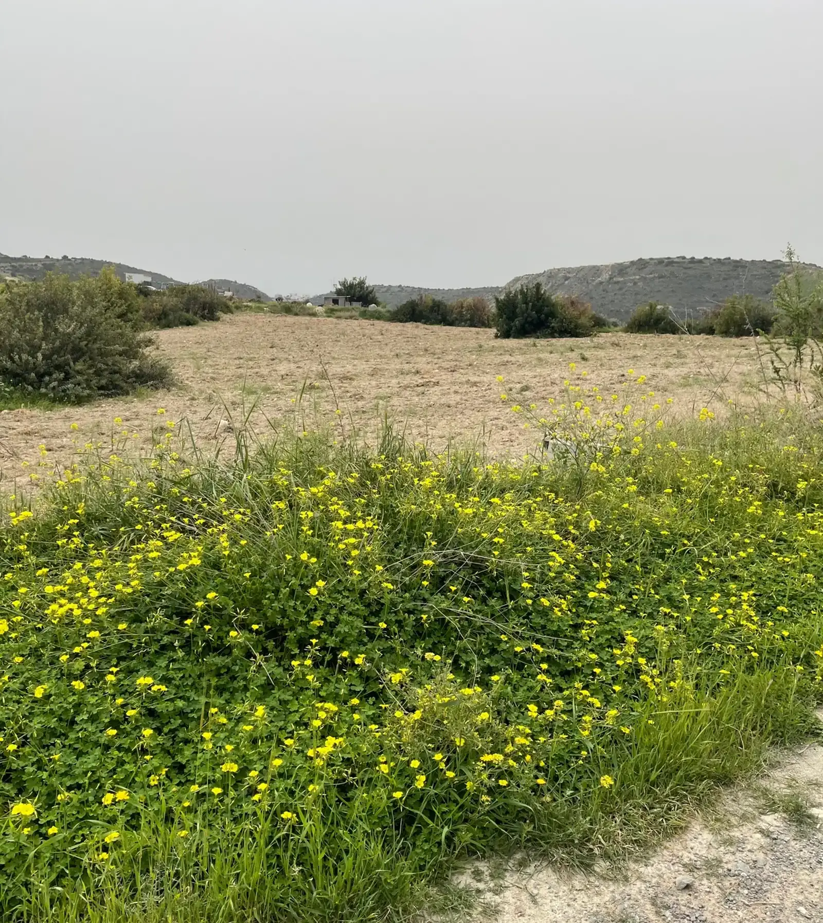 Residential Field 12519 m² in Fasoula Lemesou