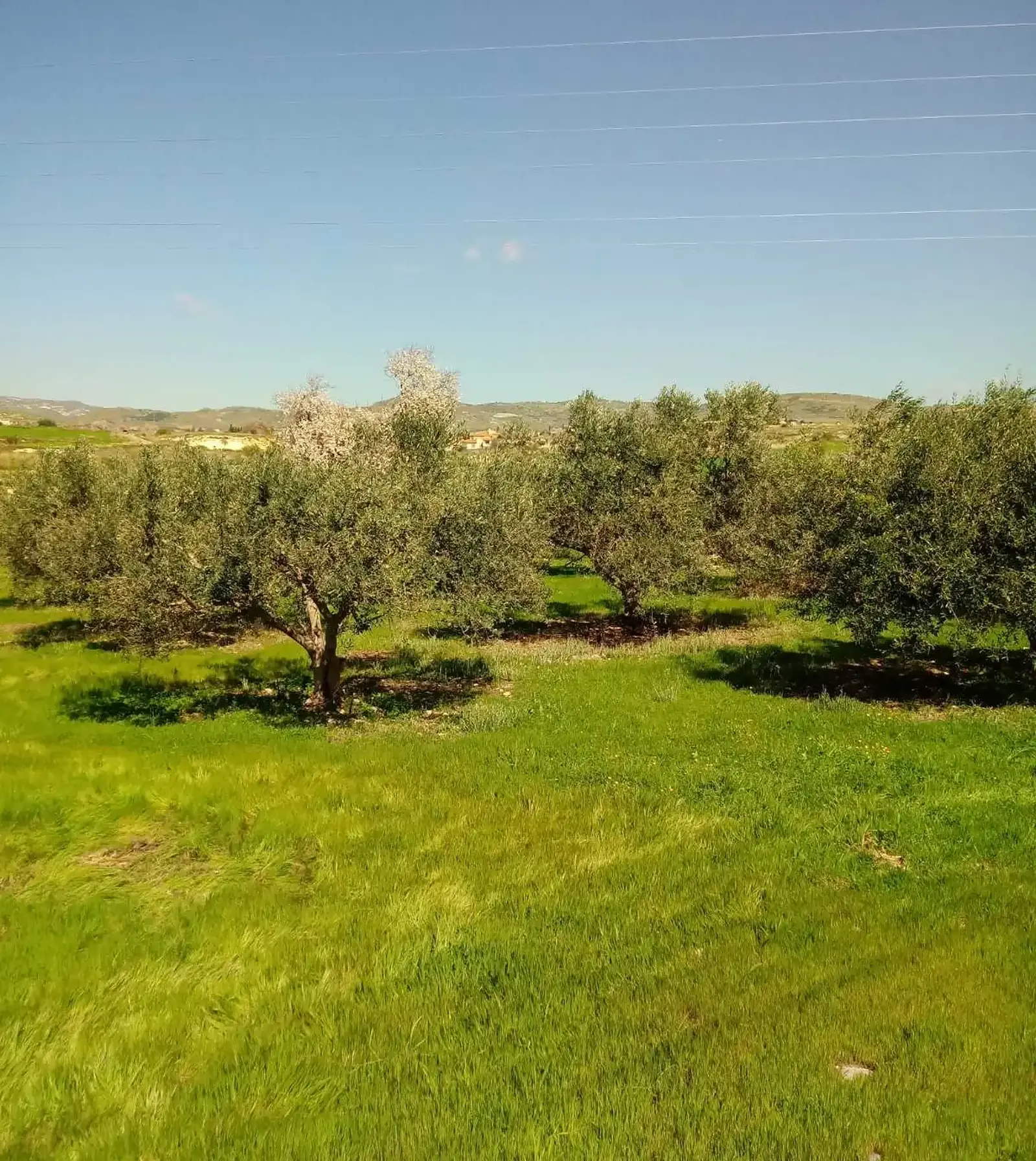 Agricultural Field 3876 m² in Anarita
