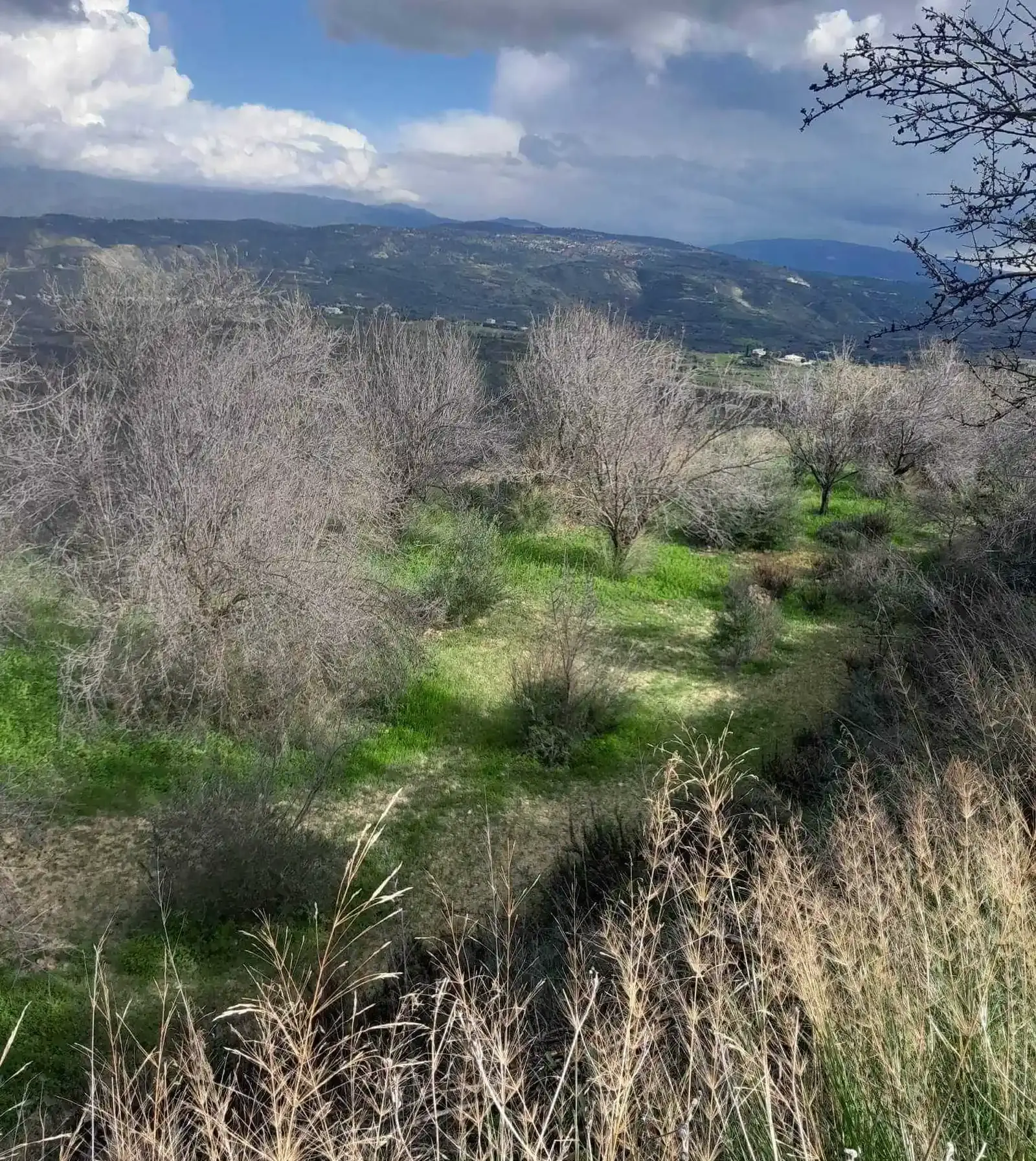Agricultural Field 4300 m² in Theletra
