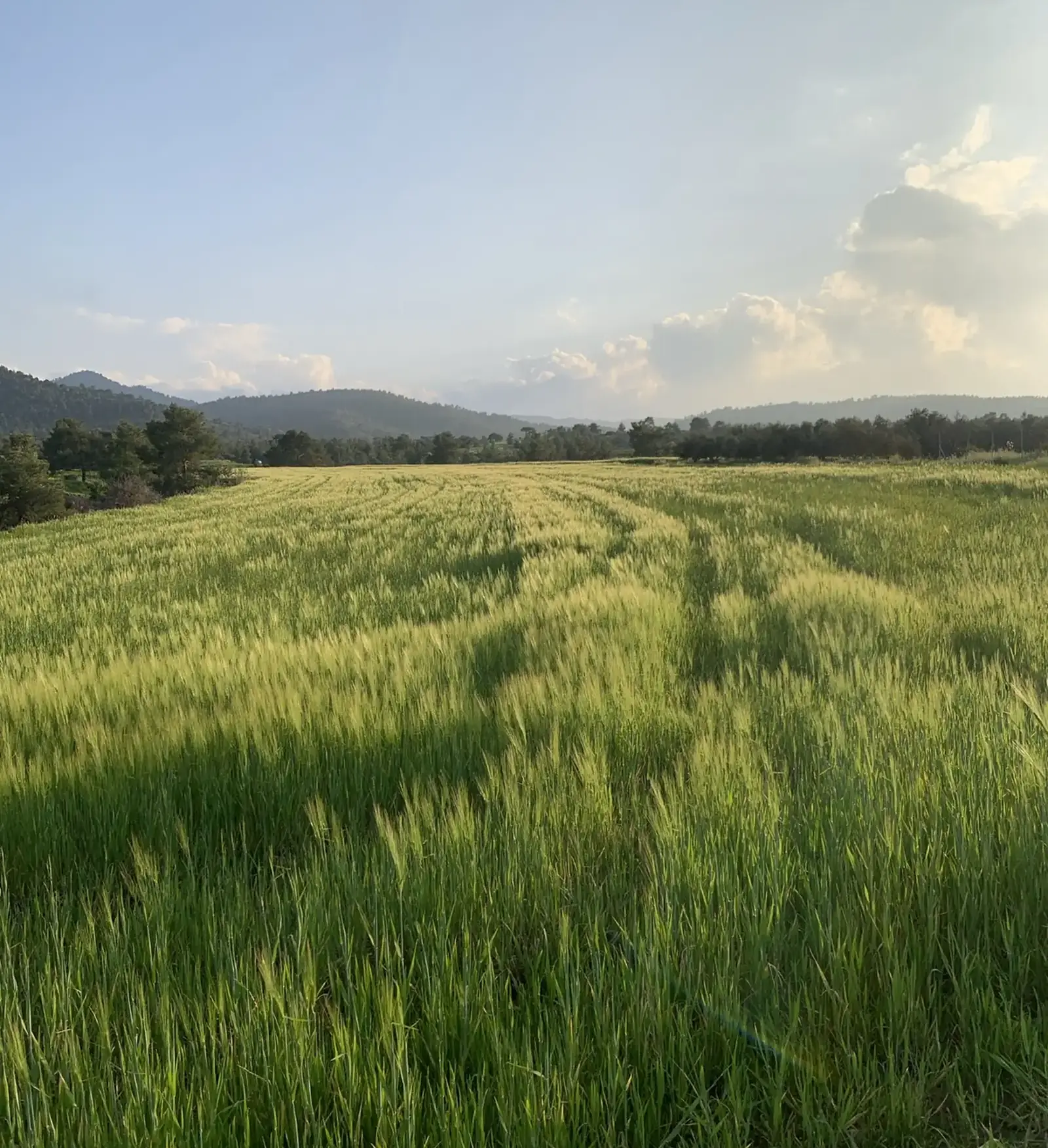 Agricultural Field 10034 m² in Kato Koutrafas