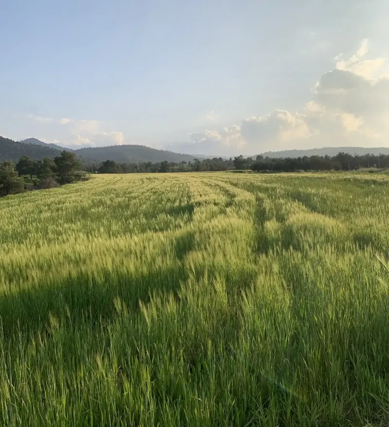 Agricultural Field 10034 m² in Kato Koutrafas