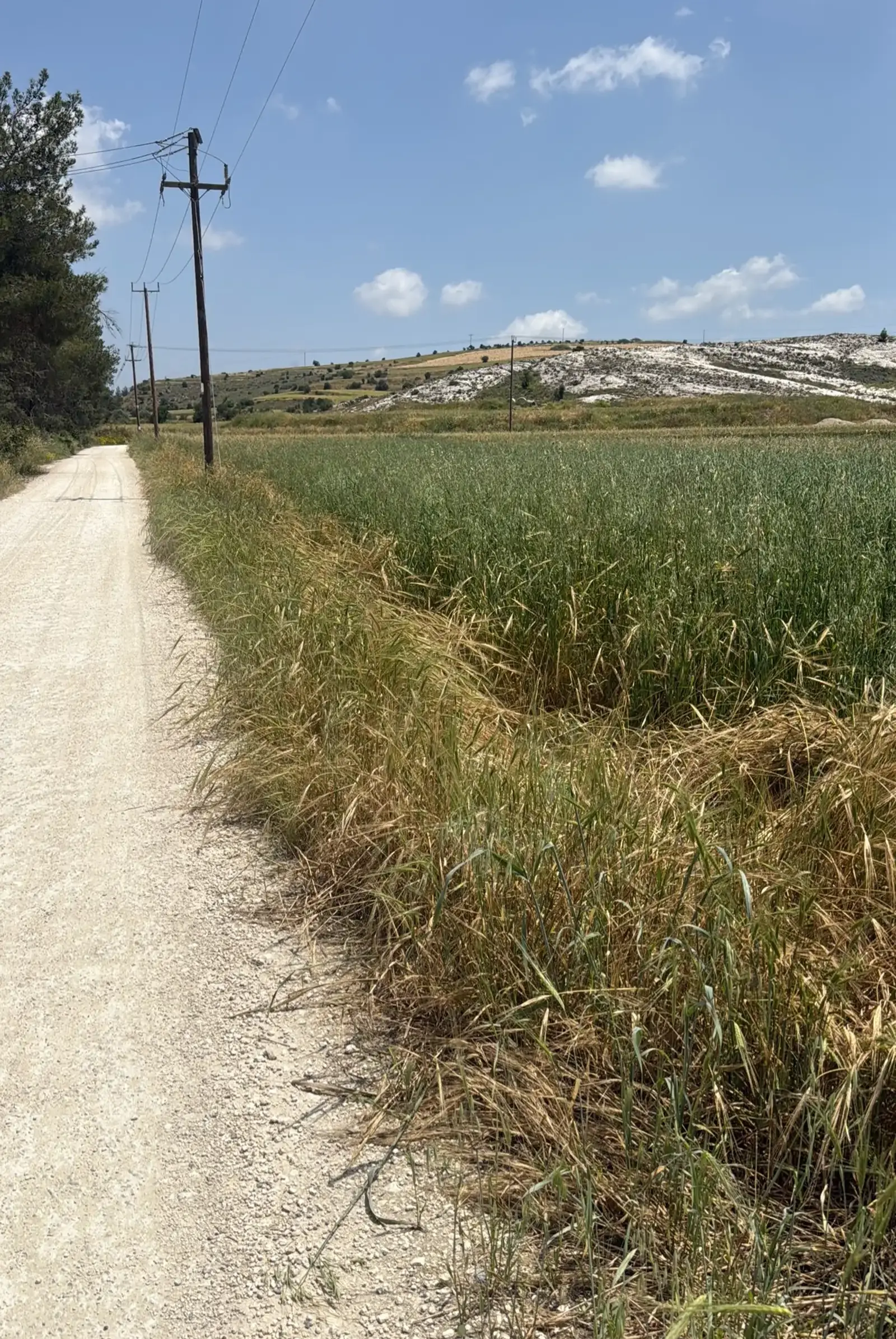 Residential Field 3968 m² in Alampra
