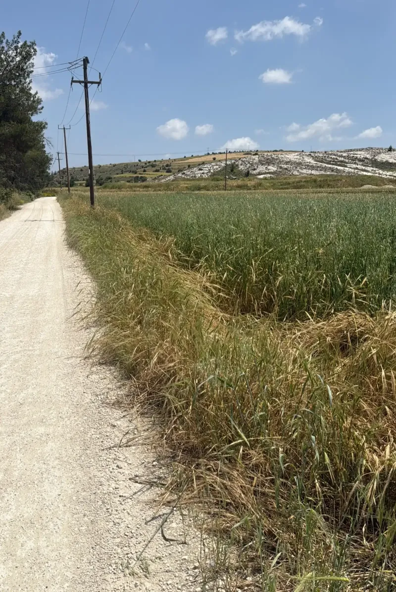 Residential Field 3968 m² in Alampra