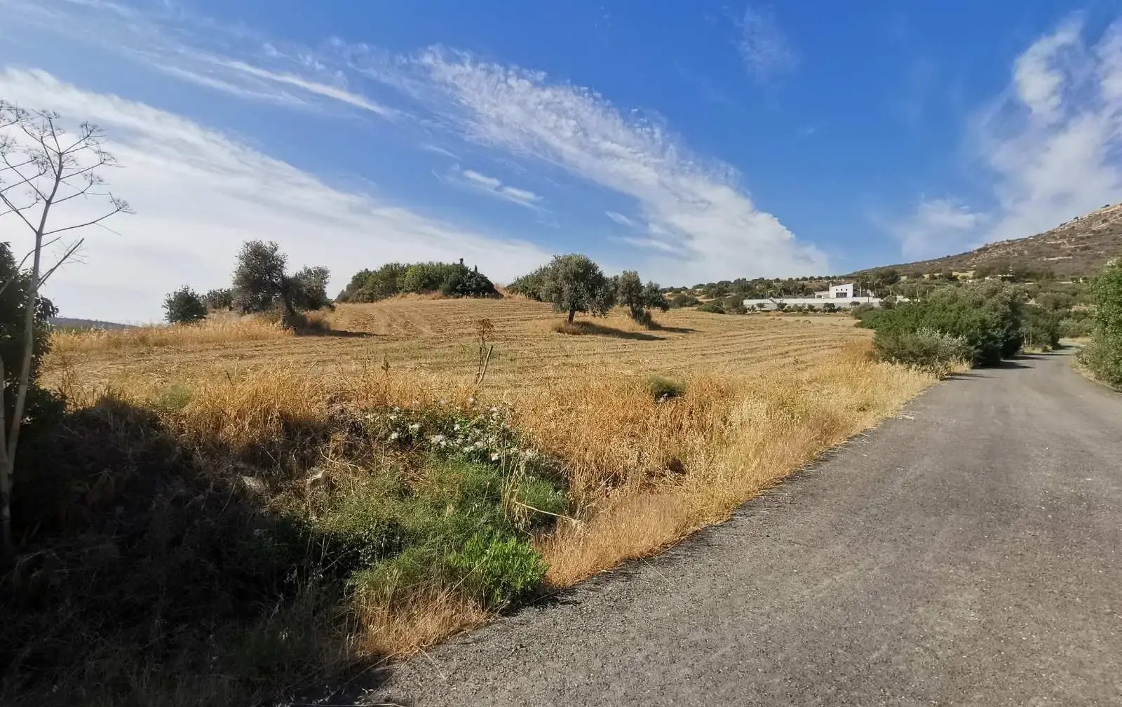 Agricultural Field 7847 m² in Kalavasos
