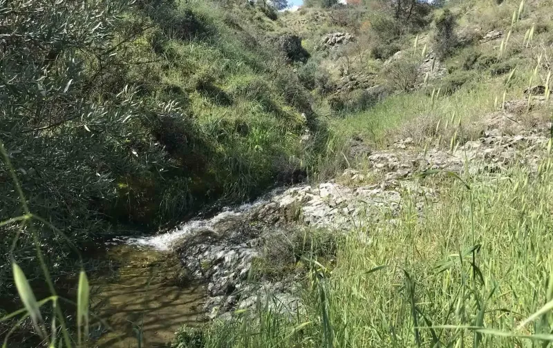 Agricultural Field 7358 m² in Kapedes