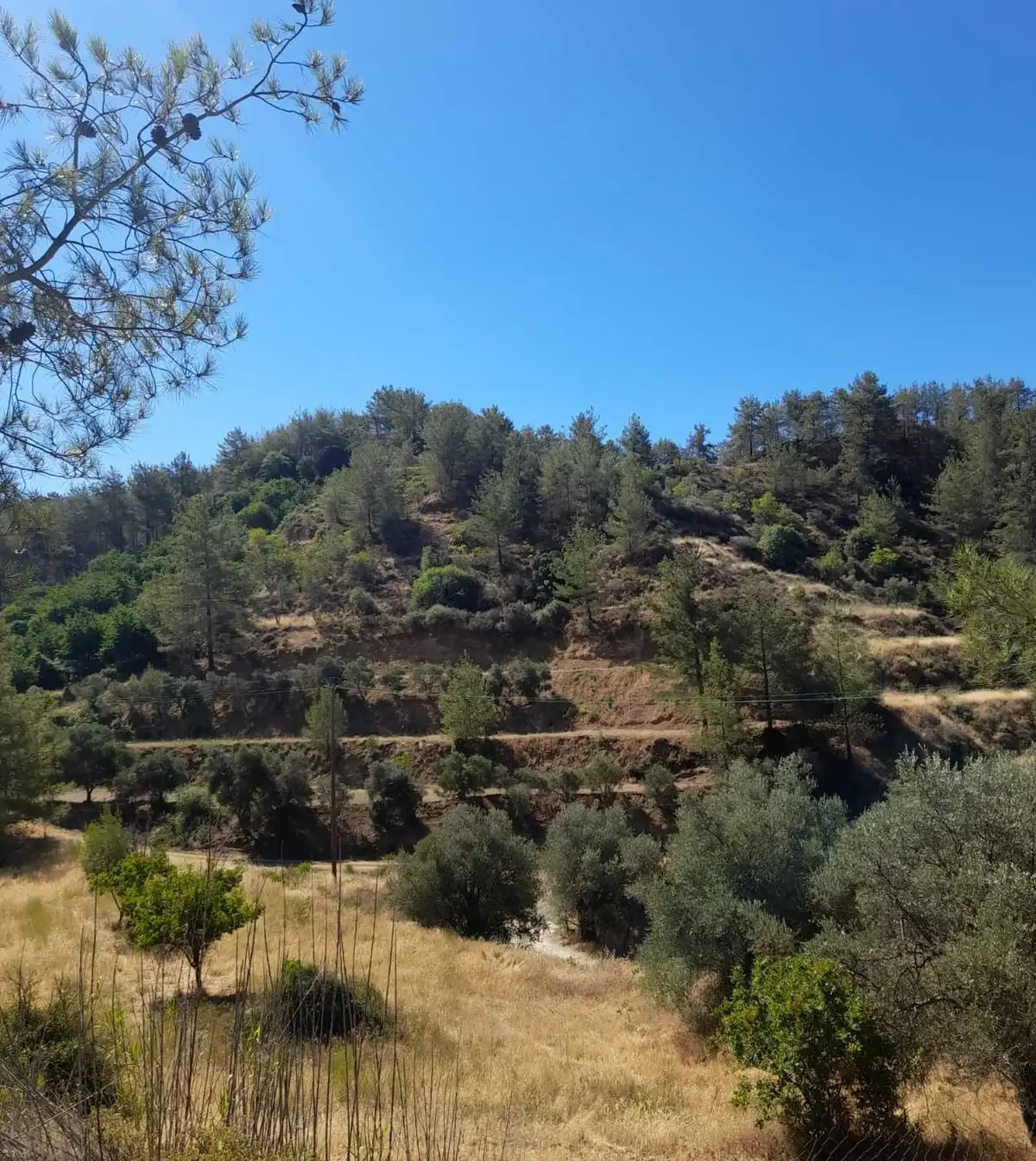 Residential Field 7359 m² in Kaminaria