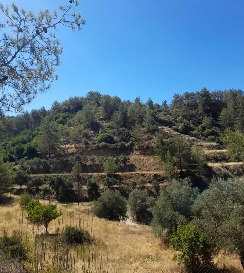 Residential Field 7359 m² in Kaminaria