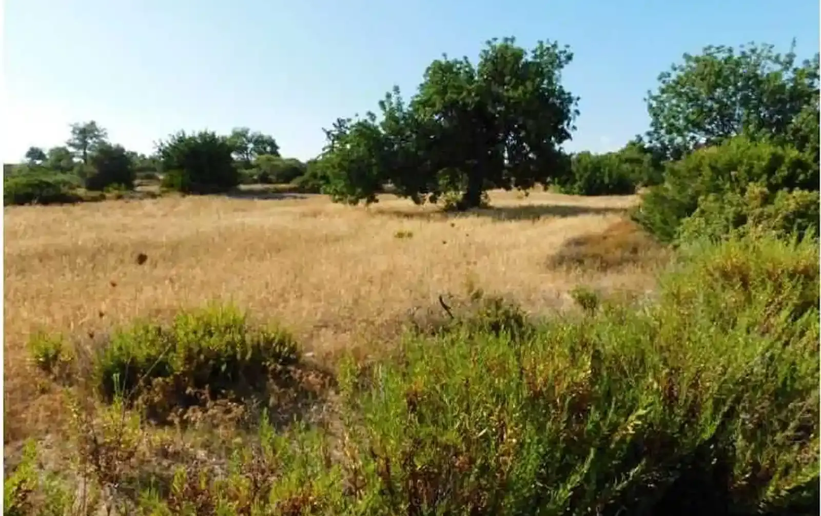 Residential Field 7324 m² in Souni