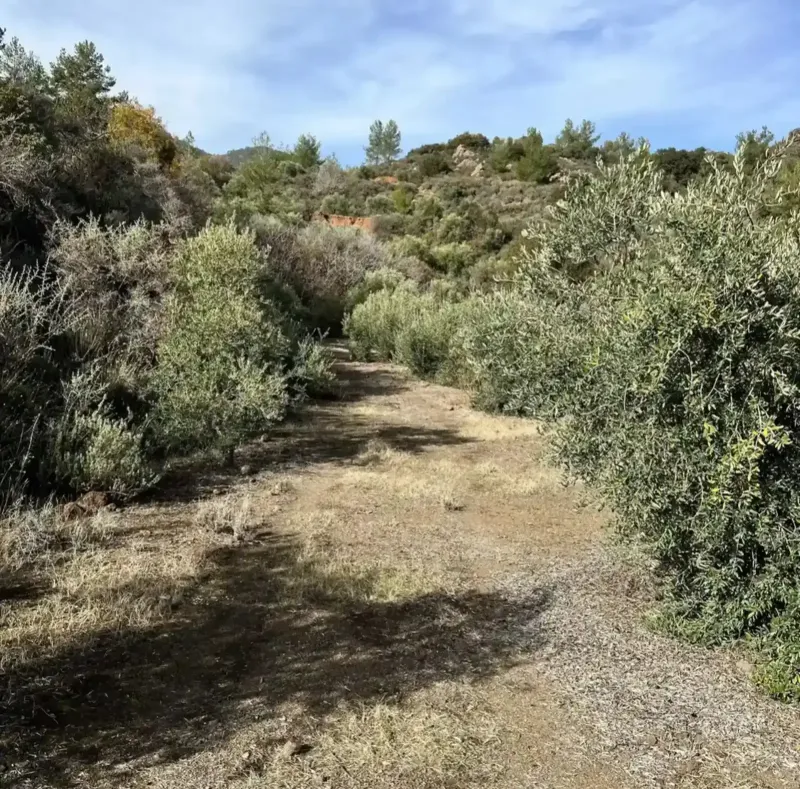 Agricultural Field 28400 m² in Vavatsinia
