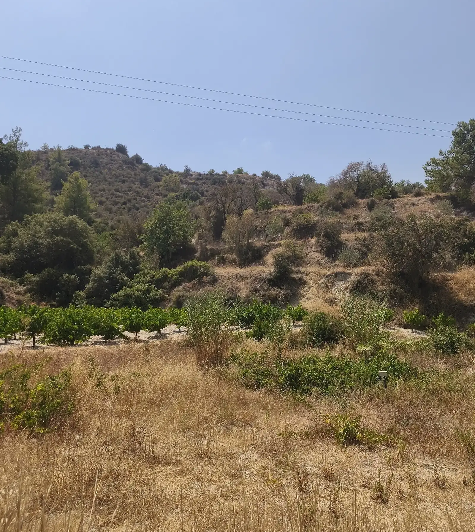 Agricultural Field 14132 m² in Gerasa