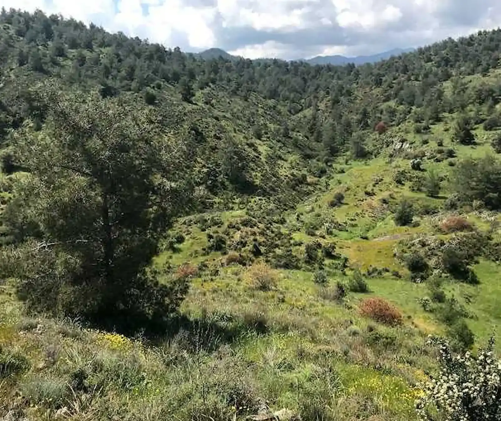 Agricultural Field 9700 m² in Kapedes