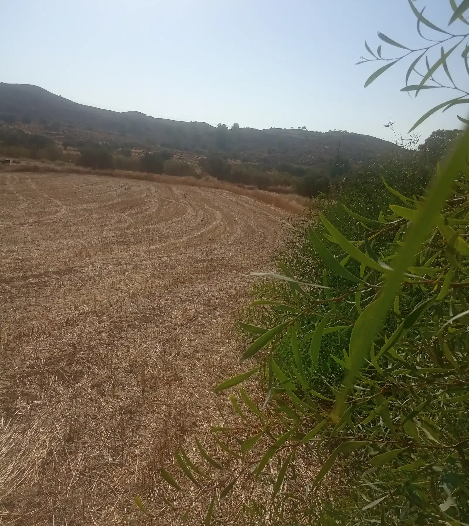 Residential Plot 1552 m² in Alampra