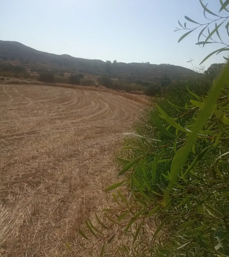 Residential Plot 1552 m² in Alampra