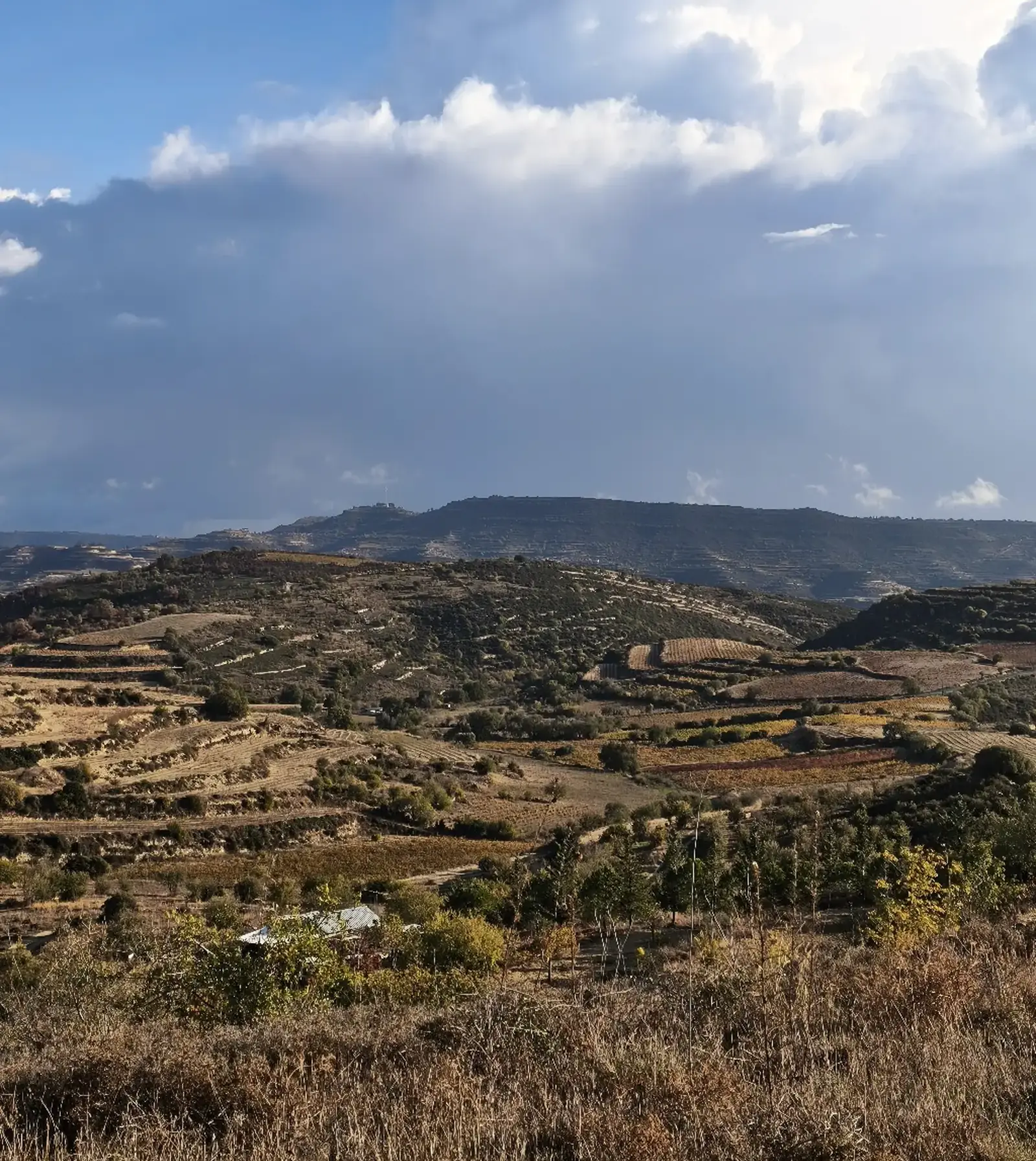 Agricultural Field 18000 m² in Arsos Lemesou