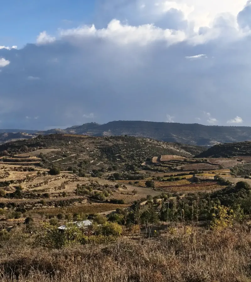 Agricultural Field 18000 m² in Arsos Lemesou
