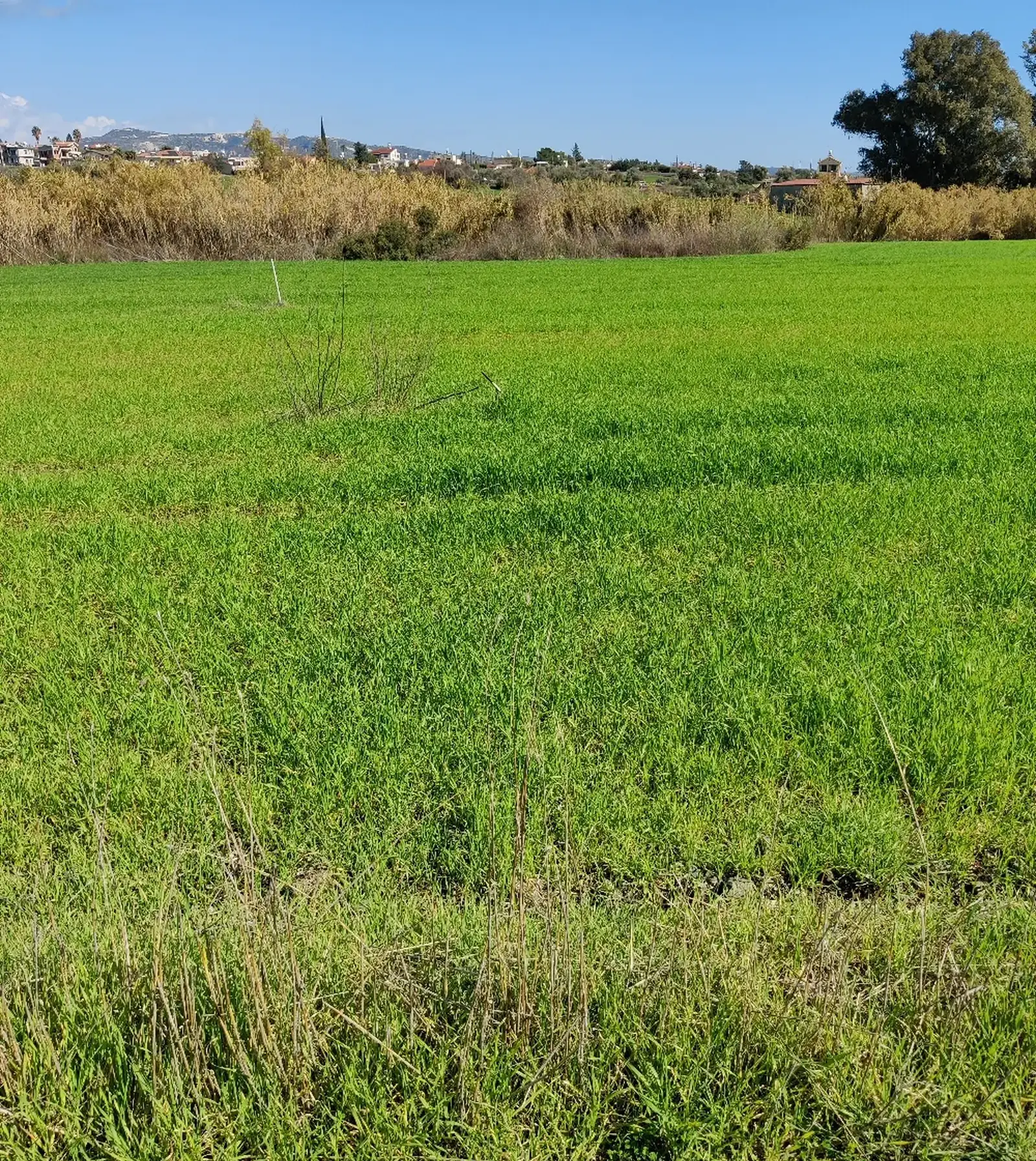 Residential Field 1264 m² in Pyrgos Lemesou