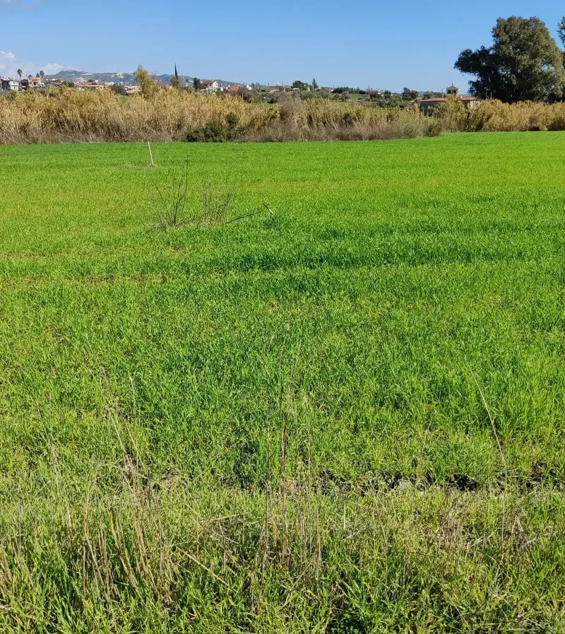 Residential Field 1264 m² in Pyrgos Lemesou
