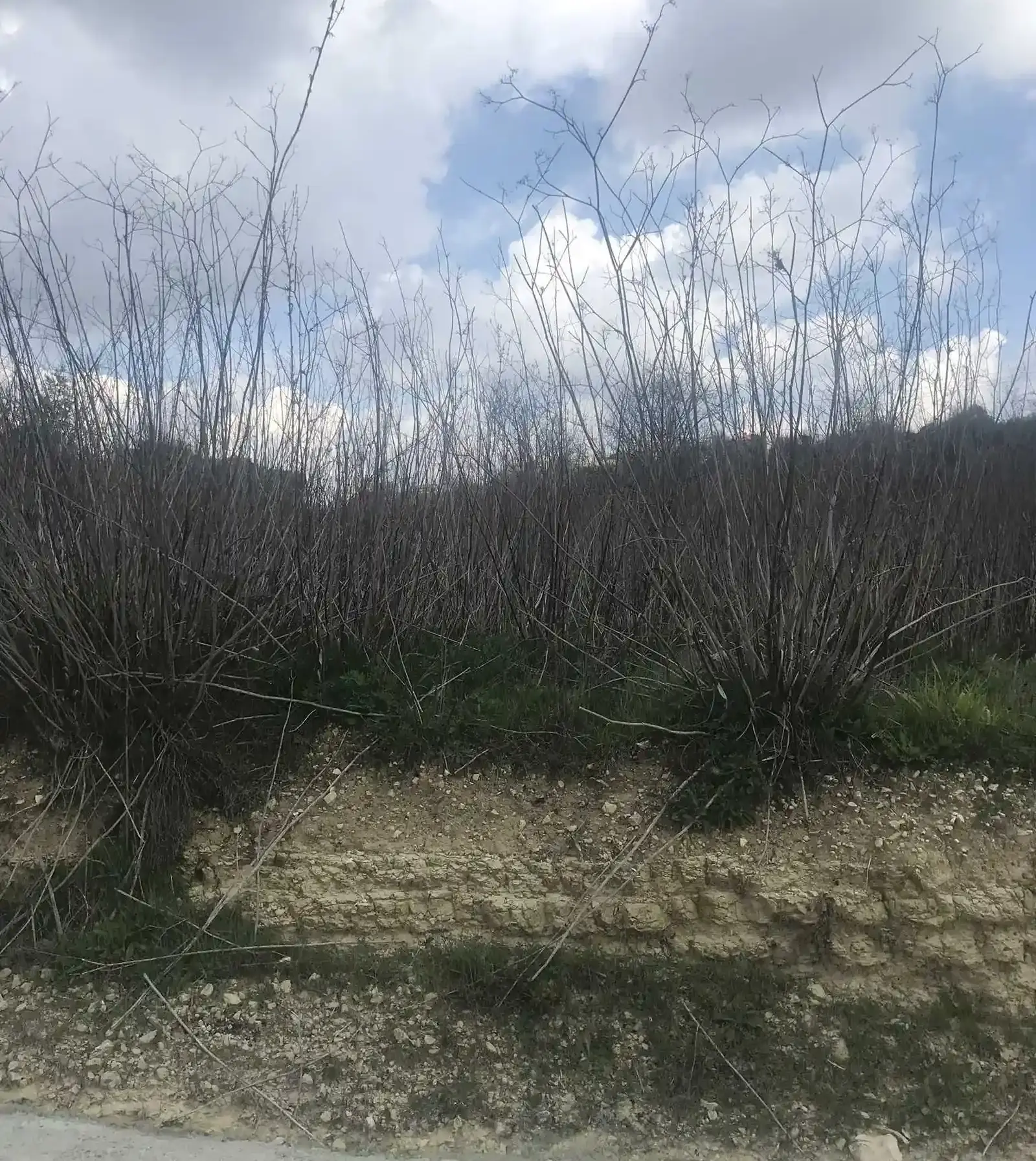 Οικιστικό χωράφι 3,103 m² προς πώληση στην περιοχή Agios Amvrosios Lemesou