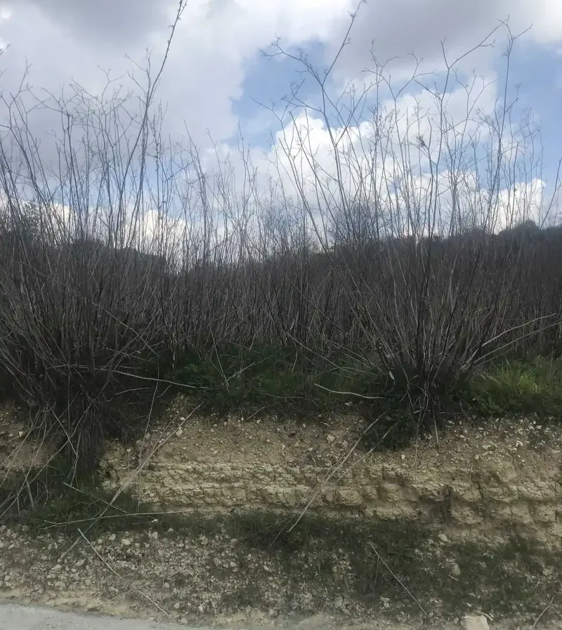 Residential Field 3103 m² in Agios Amvrosios Lemesou