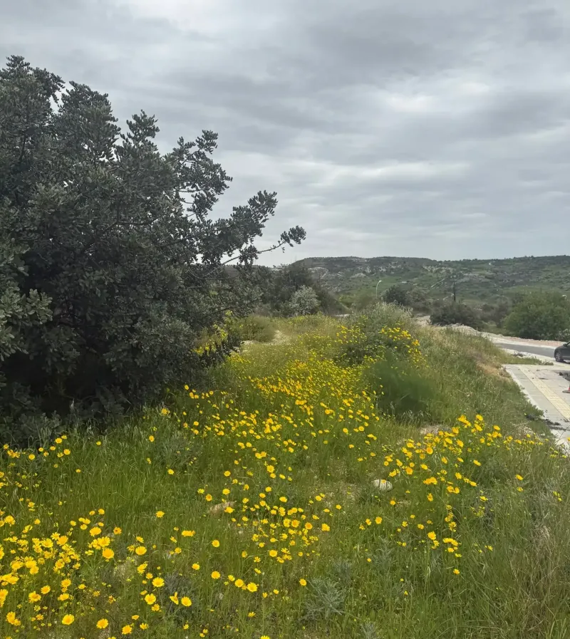 Residential Plot 650 m² in Armou