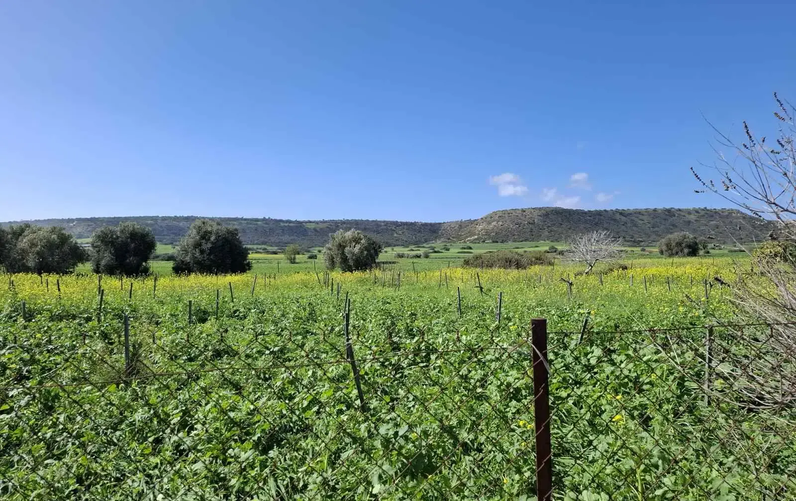 Γεωργικό χωράφι 1,338 m² προς πώληση στην περιοχή Avdimou